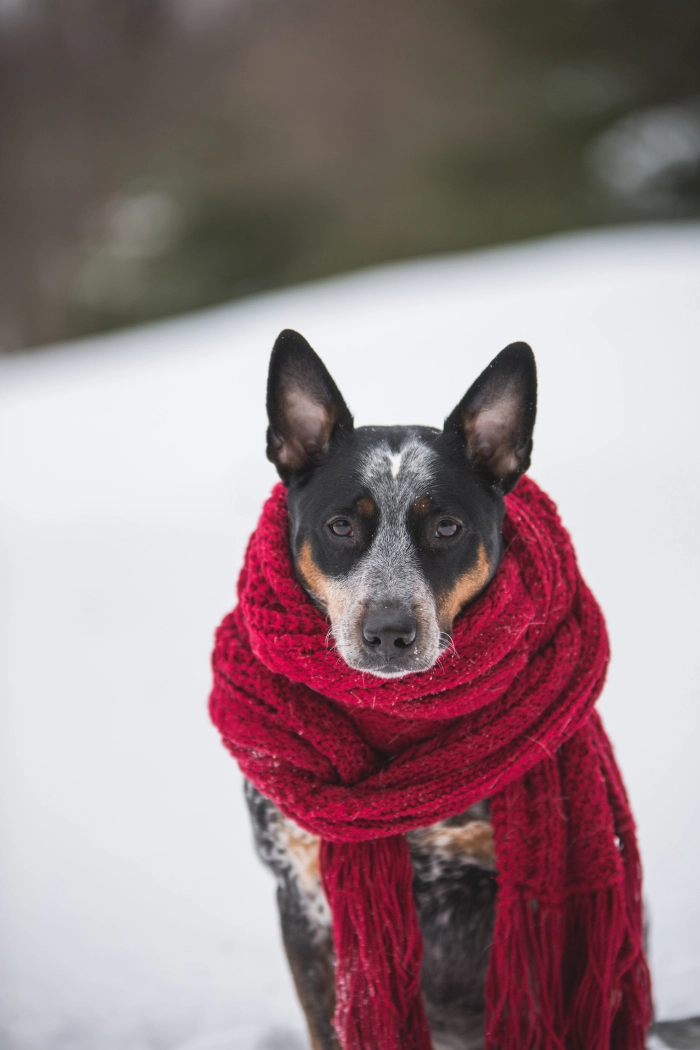You Could Upgrade Your Heating System for Free